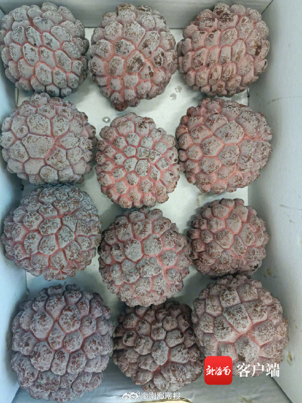 紫色释迦在三亚试种成功 紫色释迦在三亚试种成功