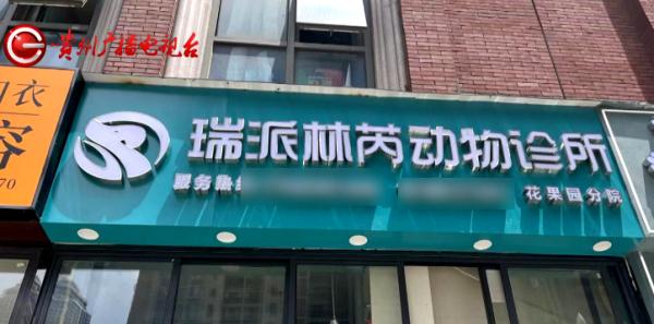 女子带爱宠绝育，结果竟成绝命！医院：确实不清楚