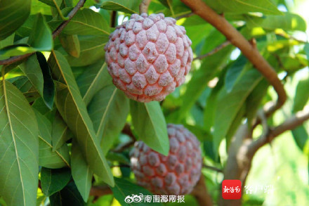 紫色释迦在三亚试种成功 紫色释迦在三亚试种成功