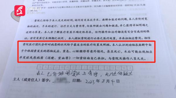 女子带爱宠绝育，结果竟成绝命！医院：确实不清楚