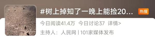 260元一斤!这种虫身价暴涨,好吃还能入药! 260元一斤!这种虫身价暴涨,好吃还能入药!