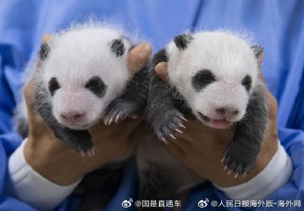 太可爱了！福宝的双胞胎妹妹满月照曝光 老二吐舌头卖萌