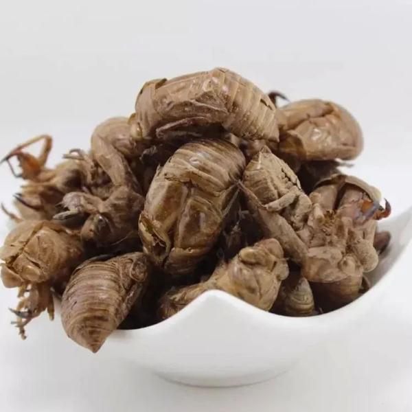 260元一斤!这种虫身价暴涨,好吃还能入药! 260元一斤!这种虫身价暴涨,好吃还能入药!