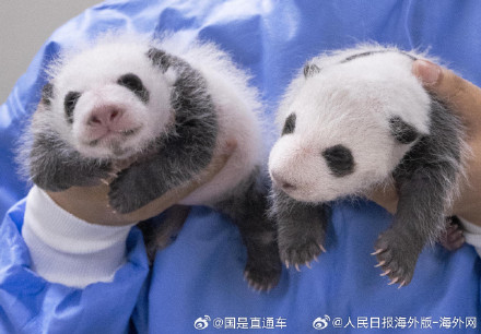 太可爱了！福宝的双胞胎妹妹满月照曝光 老二吐舌头卖萌