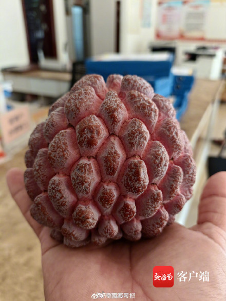 紫色释迦在三亚试种成功 紫色释迦在三亚试种成功