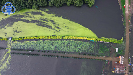 大清河洪水逐渐坦化 东淀蓄滞洪区水位快速上涨 大清河洪水逐渐坦化 东淀蓄滞洪区水位快速上涨