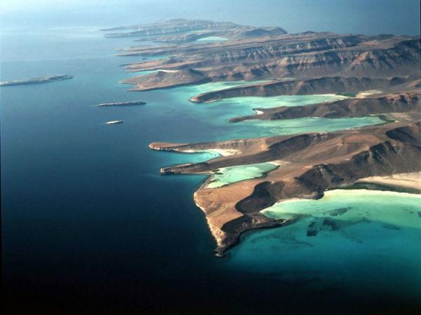 仅剩十几头 最小鲸目动物濒临灭绝