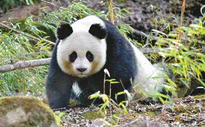 在四川北大门“偶遇”珍稀野生动物