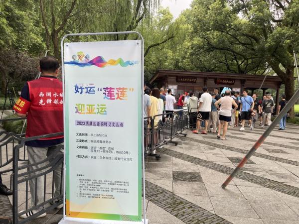 好运“莲莲” 杭州西湖荷叶莲蓬重启线下义卖