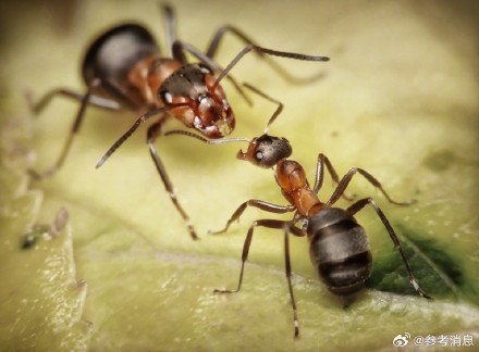 蚂蚁传递危险信号能力惊人