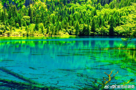 外国游客被九寨沟美到哇声一片