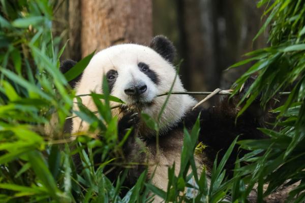 当”蝶后“雨霏遇见熊猫”花花“