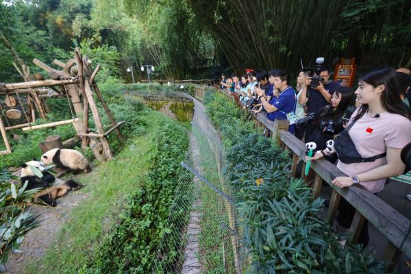 当”蝶后“雨霏遇见熊猫”花花“