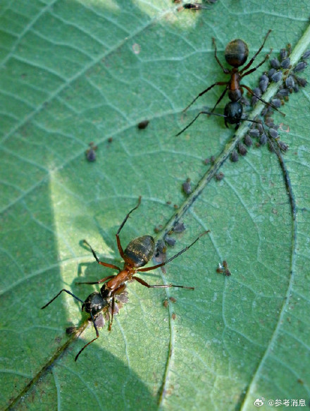 蚂蚁传递危险信号能力惊人