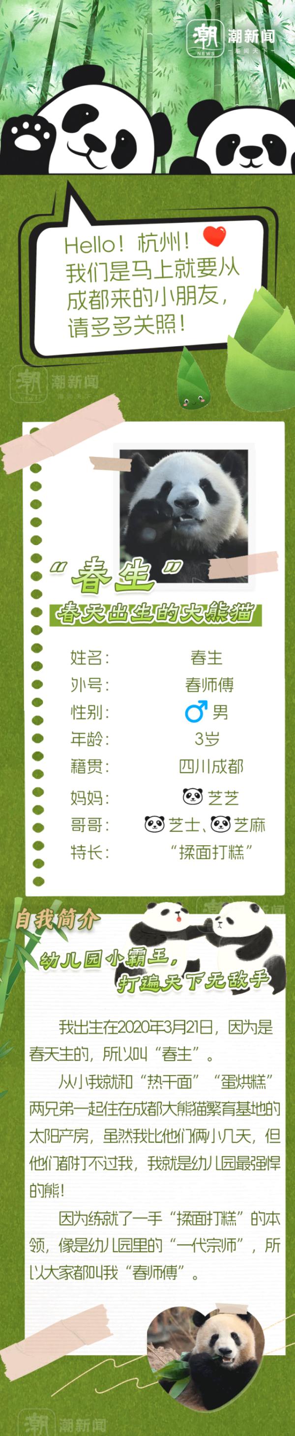 春生,香果!杭州动物园即将上新一对“滚滚”,“行李”正在打包中 春生,香果!杭州动物园即将上新一对“滚滚”,“行李”正在打包中