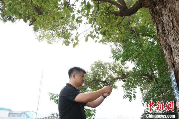 探访广西工业城市古树群落 跨越百年时空缘何苍翠如故？