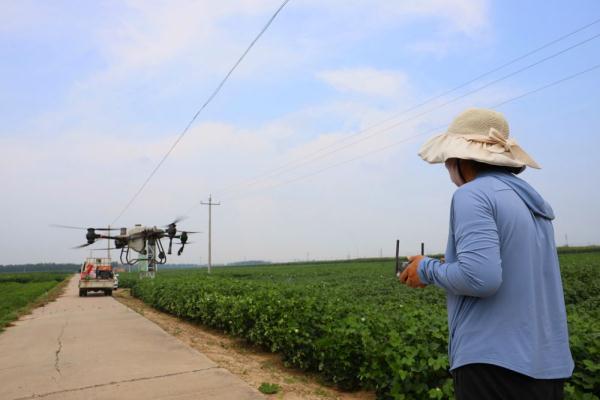 河北南宫：加强棉花田间管理 助力棉农丰产丰收