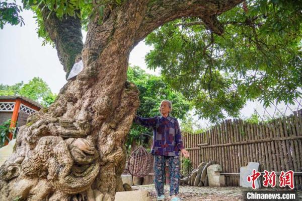 探访广西工业城市古树群落 跨越百年时空缘何苍翠如故？