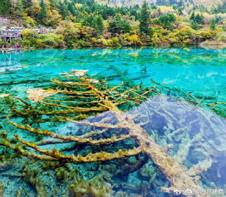 外国游客被九寨沟美到哇声一片