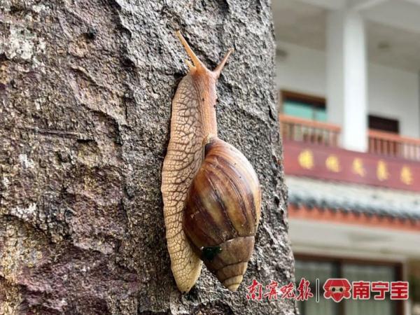 千万别碰别吃！雨后出现这种遍地爬的家伙，身上有多种致病菌和寄生虫