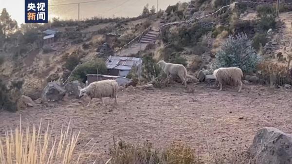 记者探访丨秘鲁南部发生罕见低温干旱 旅游业农牧业受冲击 记者探访丨秘鲁南部发生罕见低温干旱 旅游业农牧业受冲击