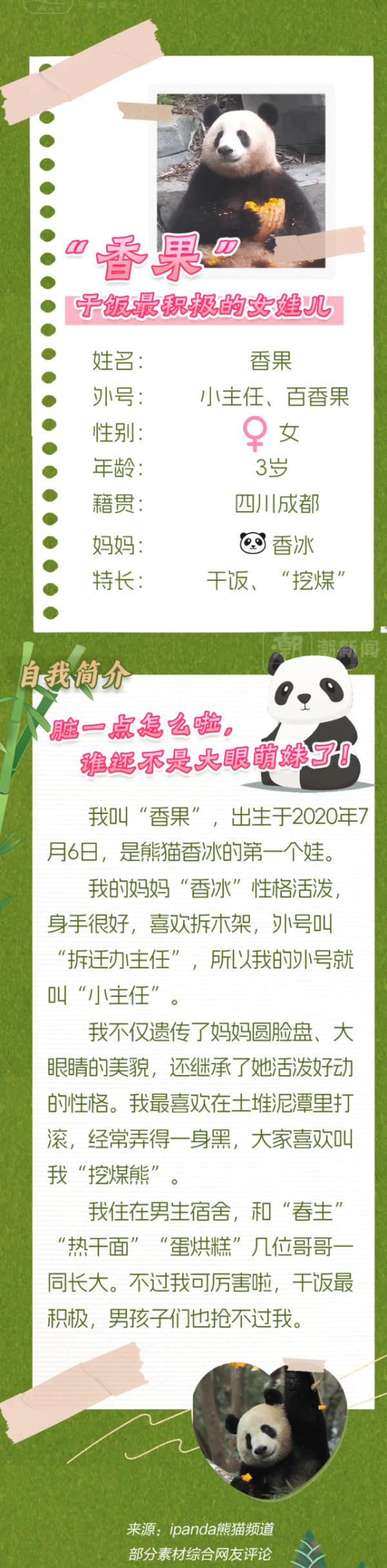 春生,香果!杭州动物园即将上新一对“滚滚”,“行李”正在打包中 春生,香果!杭州动物园即将上新一对“滚滚”,“行李”正在打包中