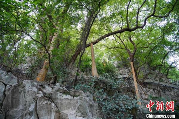 探访广西工业城市古树群落 跨越百年时空缘何苍翠如故？