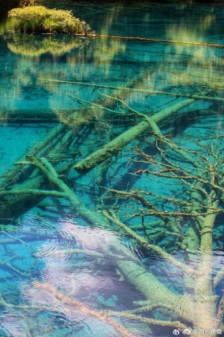 外国游客被九寨沟美到哇声一片