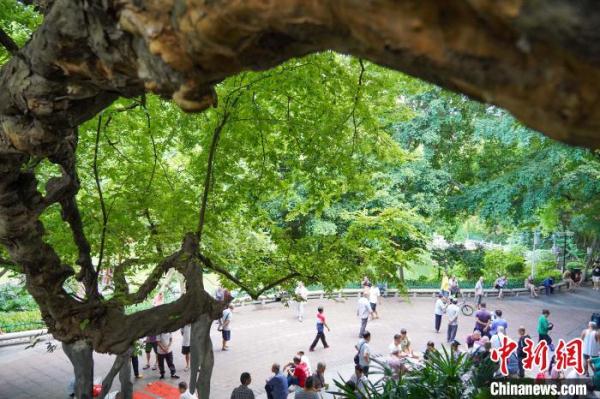 探访广西工业城市古树群落 跨越百年时空缘何苍翠如故？