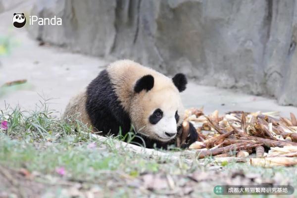春生,香果!杭州动物园即将上新一对“滚滚”,“行李”正在打包中 春生,香果!杭州动物园即将上新一对“滚滚”,“行李”正在打包中