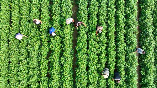 河北南宫：加强棉花田间管理 助力棉农丰产丰收