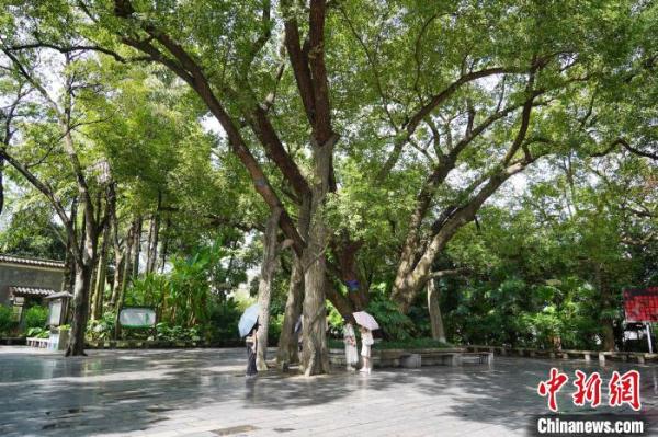 探访广西工业城市古树群落 跨越百年时空缘何苍翠如故？
