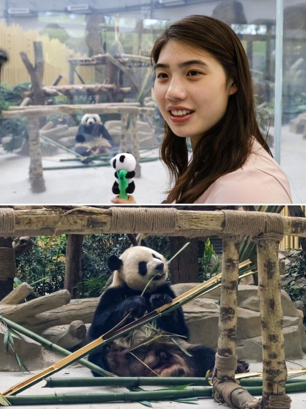 当”蝶后“雨霏遇见熊猫”花花“