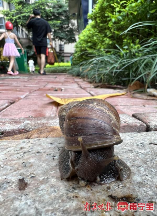 南宁雨后频现这种东西，千万别碰！