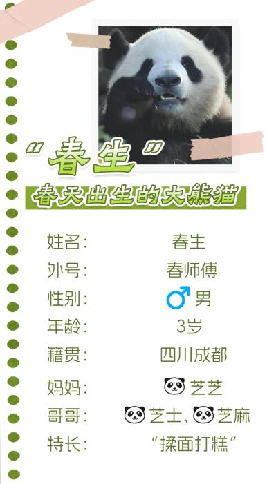 “春生”“香果”已抵达杭州动物园！何时能露面？收好“看猫”攻略