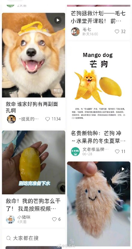 芒果核当宠物火了 芒果核当宠物火了