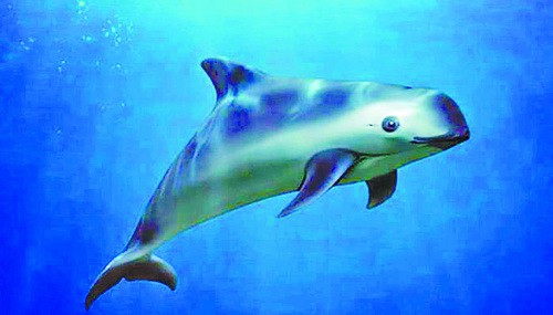 世界最小鲸目动物加湾鼠海豚濒临灭绝