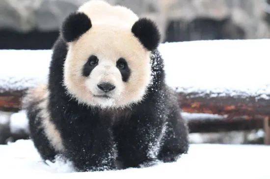 “春生”“香果”已抵达杭州动物园！何时能露面？收好“看猫”攻略