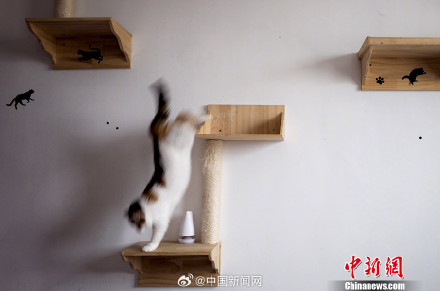 平均每8个家庭就有一只猫  你养猫了吗?