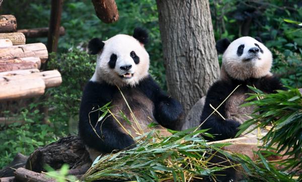 “春生”“香果”已抵达杭州动物园！何时能露面？收好“看猫”攻略