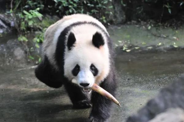 大熊猫凌晨抵杭！何时能露面？攻略先收藏好