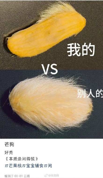 芒果核当宠物火了 芒果核当宠物火了