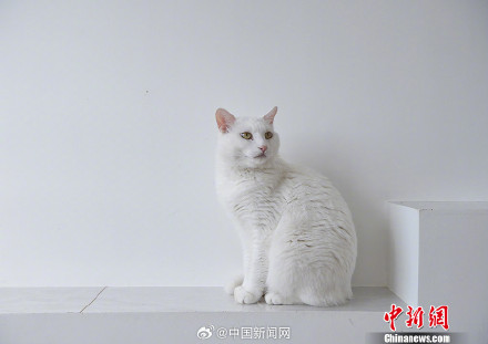 平均每8个家庭就有一只猫  你养猫了吗?