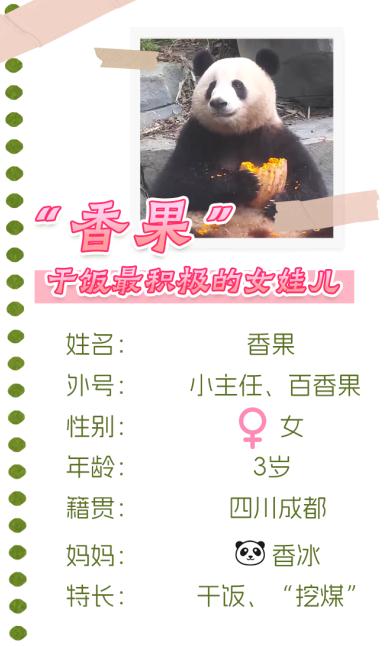 大熊猫凌晨抵杭！何时能露面？攻略先收藏好