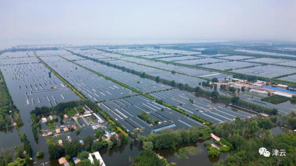 东淀蓄滞洪区内第六埠村，最新航拍画面