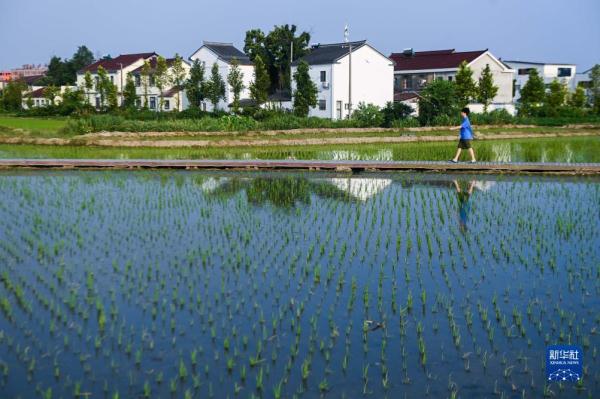 浙江宁波：深入实施“千万工程” 打造宜居宜业和美乡村