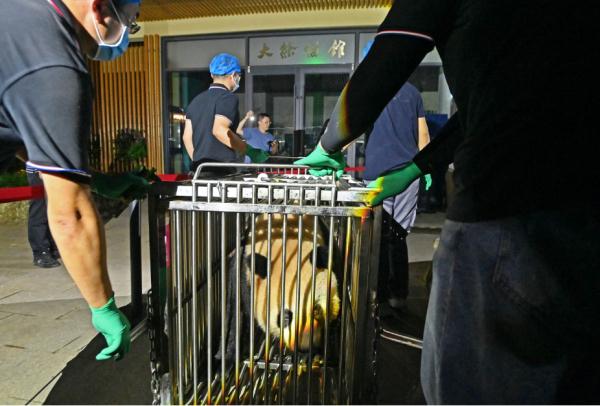 大熊猫凌晨抵杭！何时能露面？攻略先收藏好