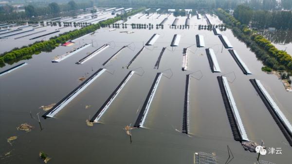 东淀蓄滞洪区内第六埠村，最新航拍画面