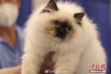 平均每8个家庭就有一只猫  你养猫了吗?