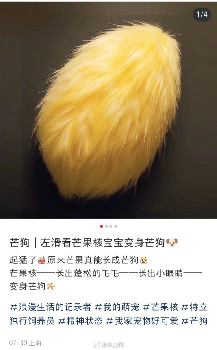 芒果核当宠物火了 芒果核当宠物火了